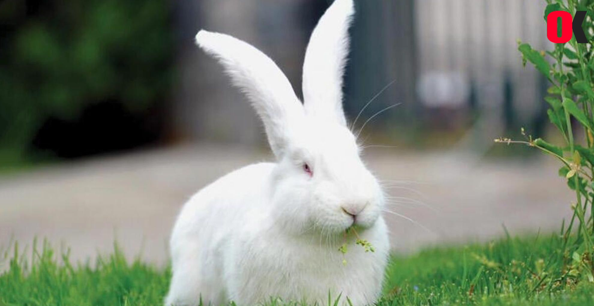 RORB Genindeki Bir Mutasyon, Tavşanların Amuda Kalkmasına Neden Olabilir