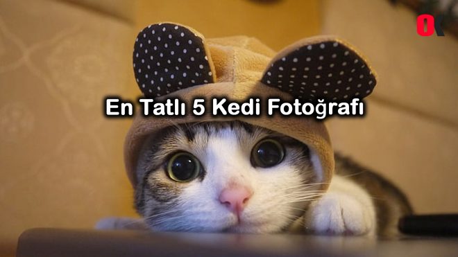 5-kedi-fotosu-okupark-com-00
